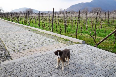 Our winery pooch, Zippy!